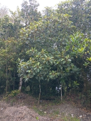 Alchornea