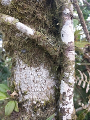 Alchornea