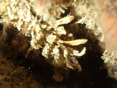 Modiolus barbatus