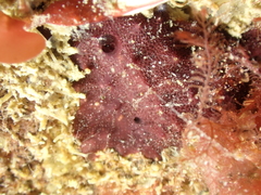 Chelonaplysilla noevus