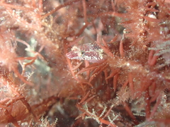 Apletodon dentatus