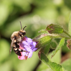 Melecta albifrons