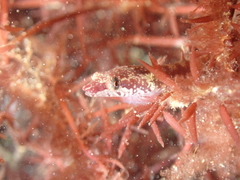 Apletodon dentatus