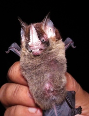 Gardnerycteris crenulatum