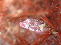 Apletodon dentatus
