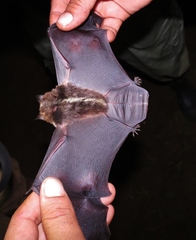 Gardnerycteris crenulatum