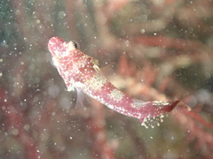 Apletodon dentatus