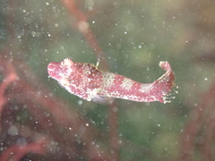Apletodon dentatus