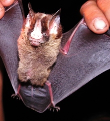 Gardnerycteris crenulatum