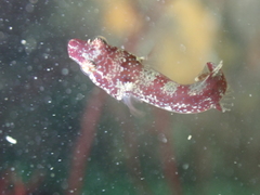 Apletodon dentatus