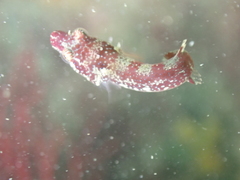 Apletodon dentatus