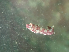 Apletodon dentatus