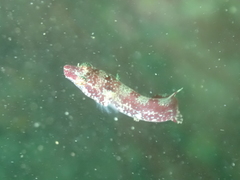 Apletodon dentatus