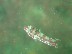 Apletodon dentatus