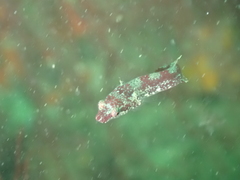 Apletodon dentatus