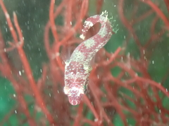Apletodon dentatus