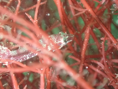 Apletodon dentatus