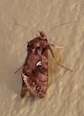 Plusiopalpa adrasta