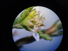 Diosma dichotoma