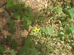 Schizocarpum palmeri