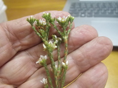 Diosma dichotoma