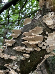 Trametes