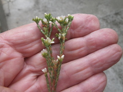 Diosma dichotoma