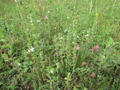 Euphrasia hirtella