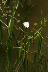 Sagittaria macrophylla