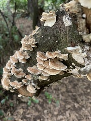 Trametes