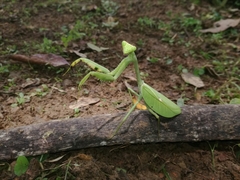 Stagmatoptera septentrionalis