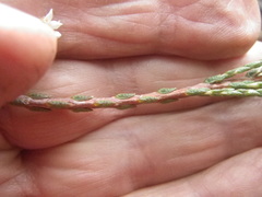 Diosma dichotoma