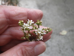 Diosma dichotoma