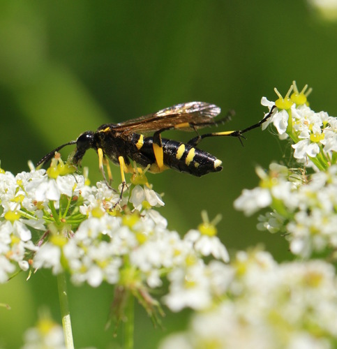 Yellow-spotted Macrophya, photo 6 of 10