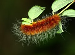 Amsactoides guangxica