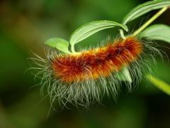 Amsactoides guangxica