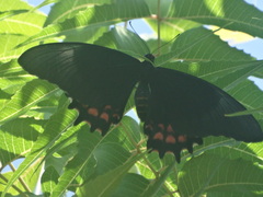 Heraclides rogeri pharnaces