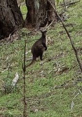 Osphranter robustus robustus