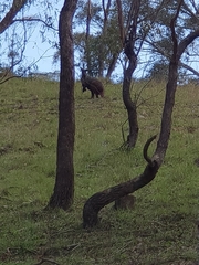 Osphranter robustus robustus