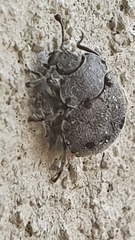 Notiophygus