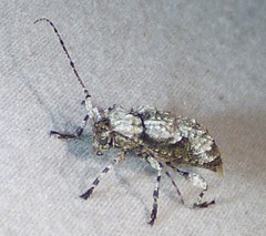 Leptostylus asperatus