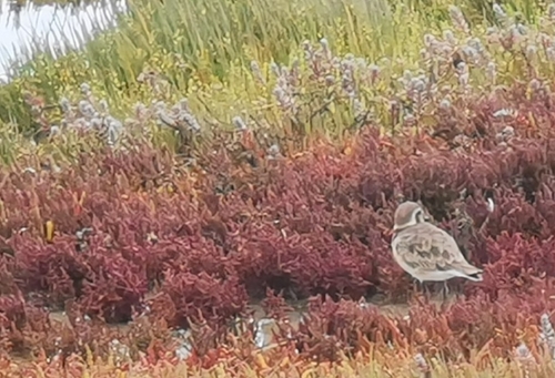Kittlitz's Plover (Anarhynchus pecuarius), photo 10