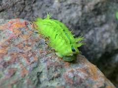 Quasithosea obliquistriga