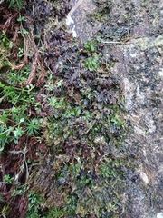 Hymenophyllum wilsonii