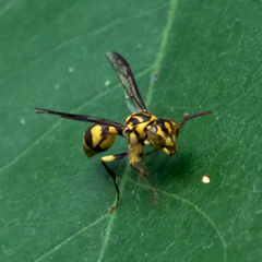 Ropalidia ornaticeps