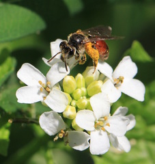 Poecilandrena