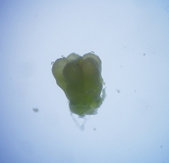 Diosma dichotoma