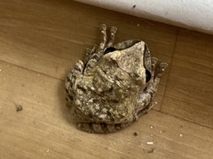 Polypedates megacephalus