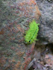 Quasithosea obliquistriga