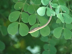 Oxybelis microphthalmus